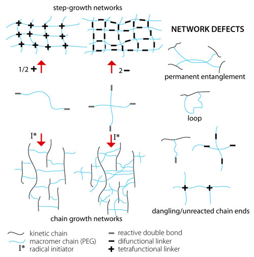 Formation mechanism affects hydrogel network structure and network defects Formation mechanism affects hydrogel network structure and network defects