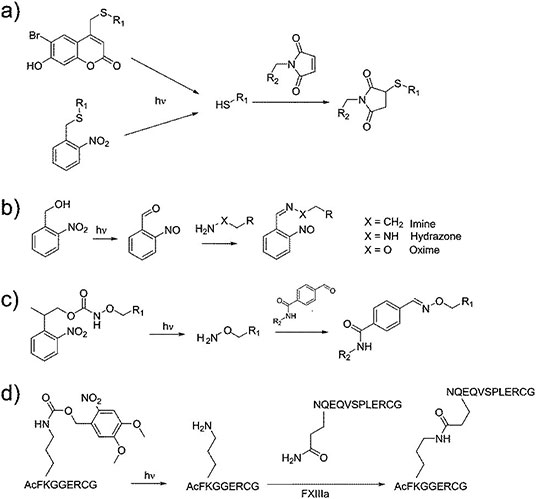 Four examples of photoresponsive crosslinking approaches.