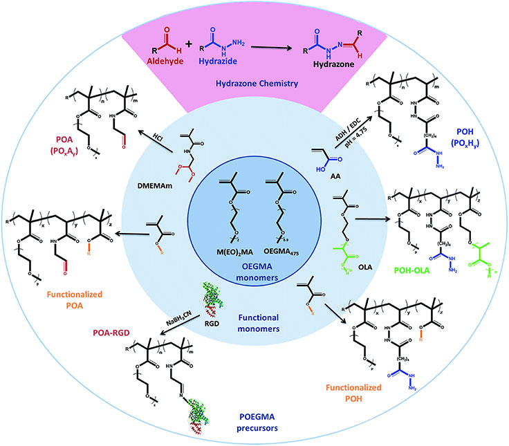 Library of functionalized hydrazide and aldehyde-functionalized poly(oligoethylene glycol methacrylate)