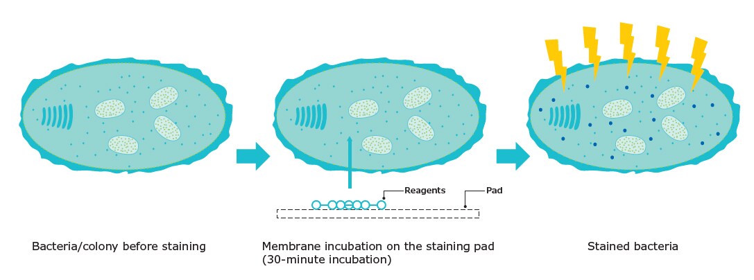 The principle of fluorescent staining Keywords: fluorescence, fluorescent staining, staining bacteria, rapid microbial detection, staining pad, rapid bacteria detection Fluorescent staining mechanism for rapid microbial detection