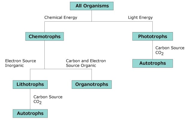 A flowchart illustrating the classification of all organisms into chemotrophs, and phototrophs based on their energy sources, with further subdivisions into lithotrophs, organotrophs, and autotrophs.