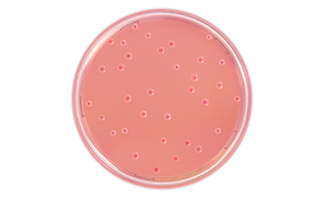 Bile Tolerant Gram Negative Bacteria Bile Tolerant Gram Negative Bacteria