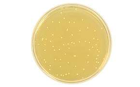 Candida Albicans Candida Albicans