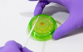 Inoculating a Milliflex OASIS<sup>®</sup> Plate with Vitroids™ Streak plate to spread a Vitroids disc on a Milliflex OASIS culture media plate using an inoculating loop