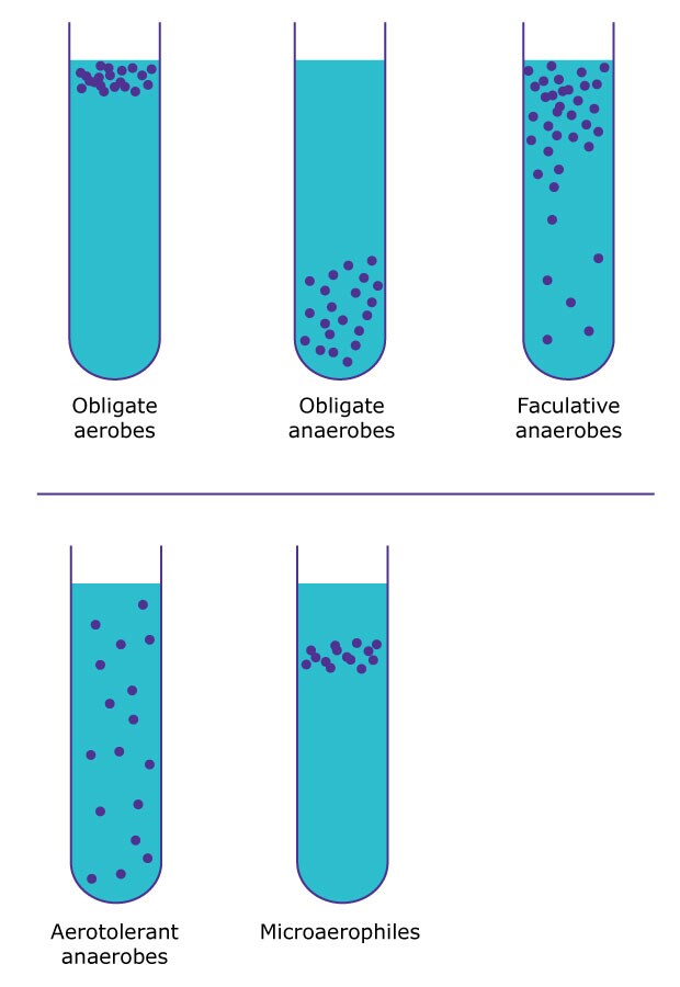 A diagram showing six test tubes representing different types of bacteria based on their oxygen requirements: obligate aerobes, obligate anaerobes, facultative anaerobes, aerotolerant anaerobes, and microaerophiles, with varying distributions of bacteria in each tube.
