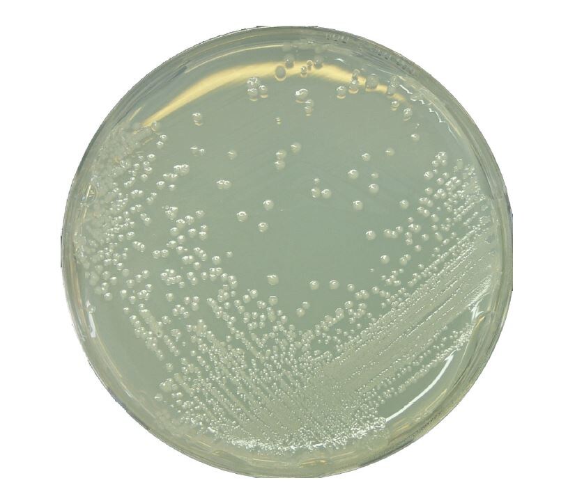 Alicyclobacillus spp. on GranuCult® Prime BAT Agar acc. IFU 12 <i>Alicyclobacillus</i> spp. on BAT Agar