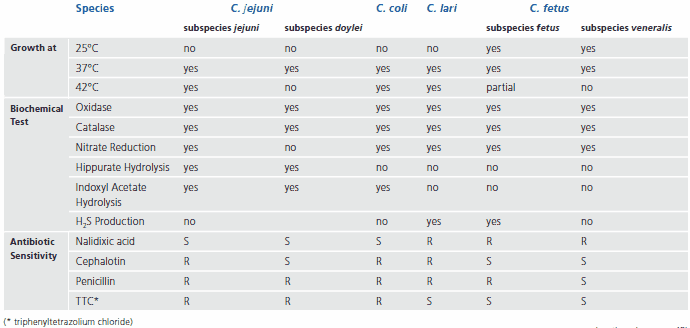 Table of differentiating characteristics of Campylobacter Table of differentiating characteristics of Campylobacter