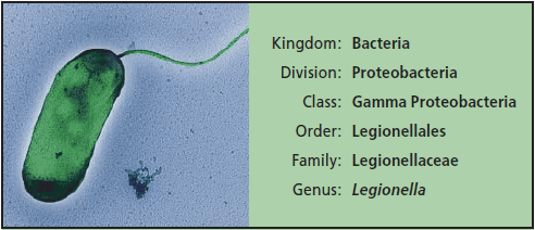 legionella-detection-1 A single strain LPO2 Legionella pneumophila bacterium isolated from the 1976 Philadelphia outbreak. The bacterium is just under 1 μm in width.
