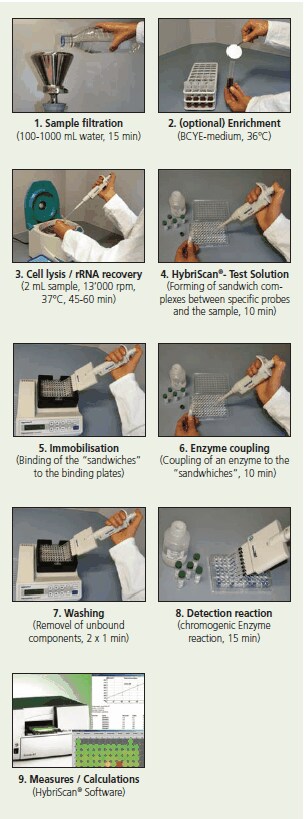 legionella-detection-2 Workflow for the HybriScan™ kits