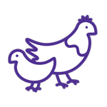 Graphic of a chicken and a chick Graphic of a chicken and a chick