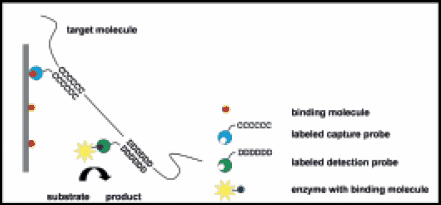 Detection of Campylobacter spp. and Enterobacter Sakazakii in Food with a New Test Kit System Principle of the HybriScan sandwich hybridisation assay