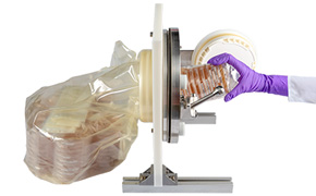 A gloved hand is placing a stack of petri dishes into a large autoclave, with a clear plastic bag partially visible, showcasing the contents being handled in a sterile manner.