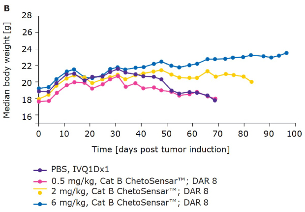 Body weight of mice treated with ChetoSensar-ADCs B Chart demonstrating that body weight of mice treated with ChetoSensar™-ADC DAR 8 shows good tolerability in-vivo.