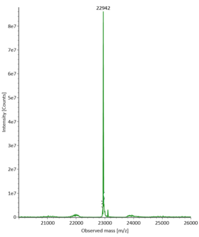 Deconvoluted mass spectra of light chain of fully reduced SigmaMAb reference Deconvoluted mass spectra obtained for light chain of fully reduced SigmaMAb reference with a distinct peak at an observed mass of 22942