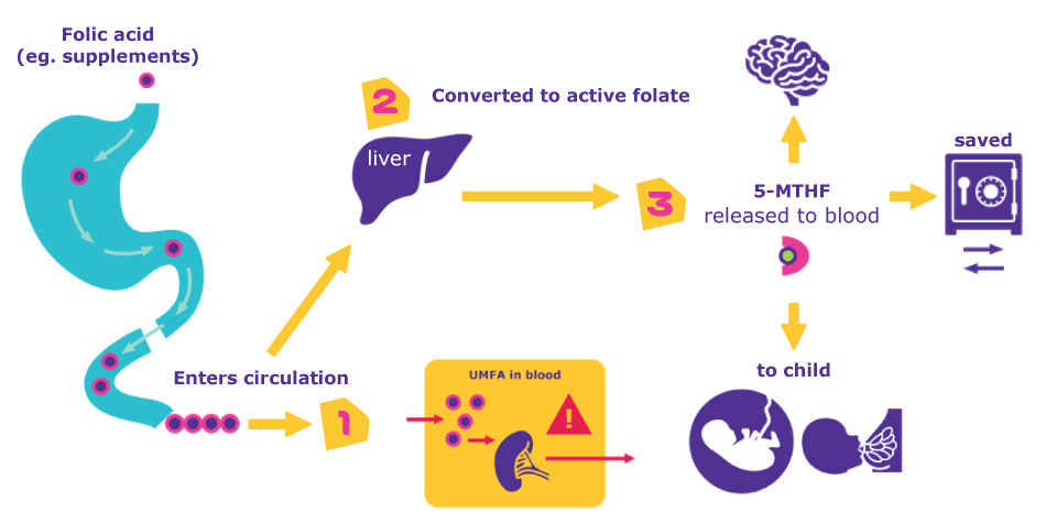 Benefits of Folate | Folic acid from supplemented or fortified foods is not bioactive until converted in the liver to active folate