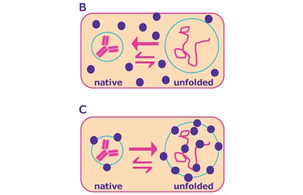 Natively Folded Unfolded State Protein Aggregation Preferential Inclusion Binding In solution, a dynamic equilibrium between the natively folded and (partially) unfolded protein state exists - the latter of which is susceptible to aggregation. Stabilizers can shift the equilibrium towards the natively folded state through preferential exclusion of the excipient from protein surface and hydration of the protein molecule or through preferential binding to the partially unfolded state of the protein, preventing aggregation and further degradation and later refolding.
