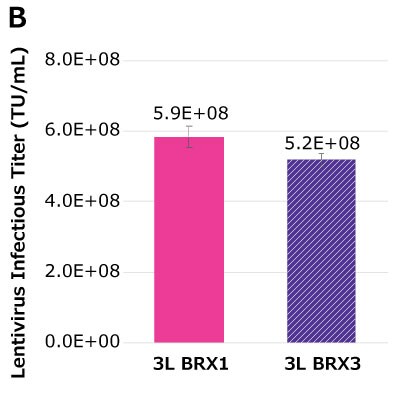 At harvest time point of 48 hours post-transfection (Day 3), VCD of 6E+06 to 7.5E+06 vc/mL was achieved in Mobius® 3 L Bioreactors (BRX) while maintaining harvest viability of > 90%. Infectious titers of 5.2E+08 TU/mL to 5.9E+08 TU/mL were obtained in two Mobius® 3L bioreactors