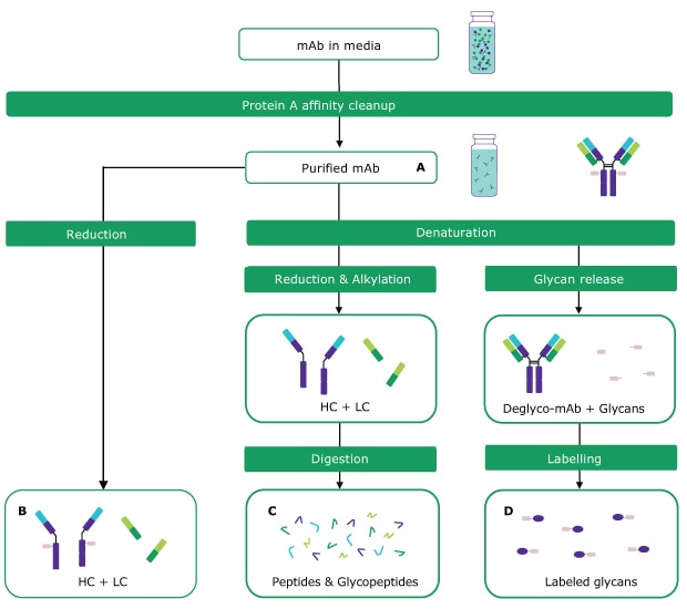 Overview of analytical techniques for antibody sample preparation and analysis Overview of analytical techniques for antibody sample preparation and analysis showing intact mass analysis, peptide mapping, and glycan analysis