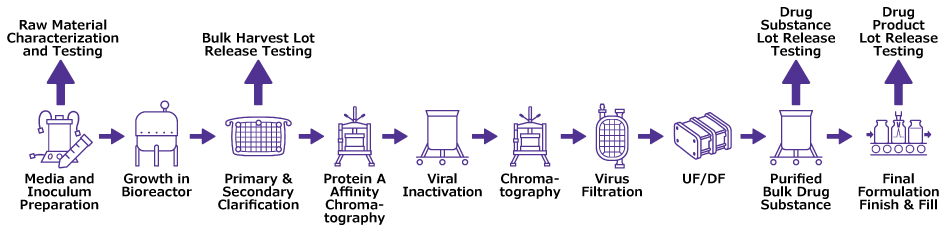 Process flow with icons showing from left, media and inoculum prep, bioreactor, clarification, chromatography, viral inactivation and filtration, UF/DF, purified drug substance and final formulation and fill finish on right side.  Characterization and testing is indicated above Media and Inoculum prep while Lot Release Testing is shown before Clarification and at Drug Substance and Drug Product.