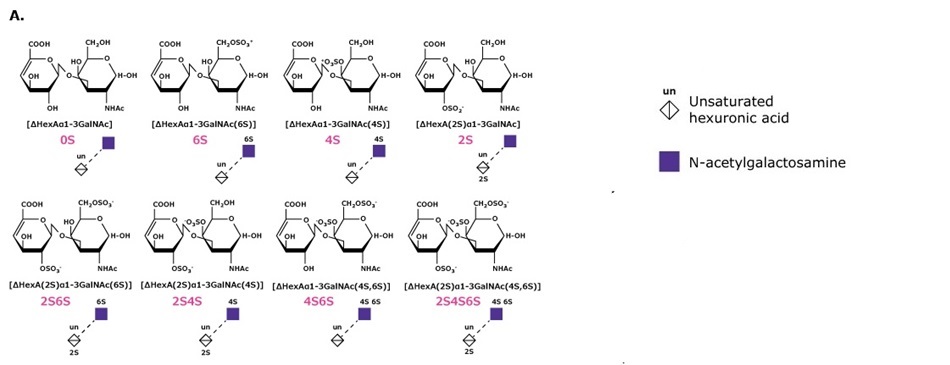 Panel A showing glycosaminoglycan disaccharides [ΔHexAα1-3GalNAc] with sulfation variants 0S, 6S, 4S, 2S, 2S6S, 2S4S, 4S6S, 2S4S6S and hyaluronan disaccharide (HA); SNFG legend indicates unsaturated hexuronic acid (un) and N-acetylgalactosamine.