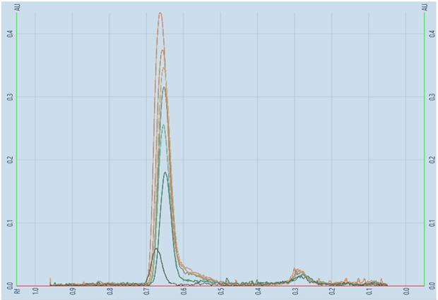 Overlay of spectrum of individual tracks (nos. 1 to 7) obtained for linearity scan on betamethasone A TLC-densitogram, obtained for the developed plate using a TLC analyzer and scanned at 254 nm. The y-axis represents the detector response in absorbance units (AU) with major tick marks at 0.1, 0.2, 0.3, 0.4. The x-axis displays the retention factor, with major tick marks at intervals of 0.1, ranging from 0.0 to 1.0 (from right to left). It shows an overlay of peaks formed between Rf values of 0.7 and 0.6, of increasing heights obtained for the seven individual tracks.