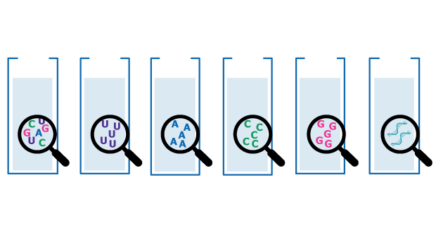 Illustration of sample preparation containing NTP bases and mRNA Schematic depiction of samples, showing an mRNA sample, single NTP samples (one each for ATP, GTP, CTP, and GTP), and one sample with a mix of all NTPs.