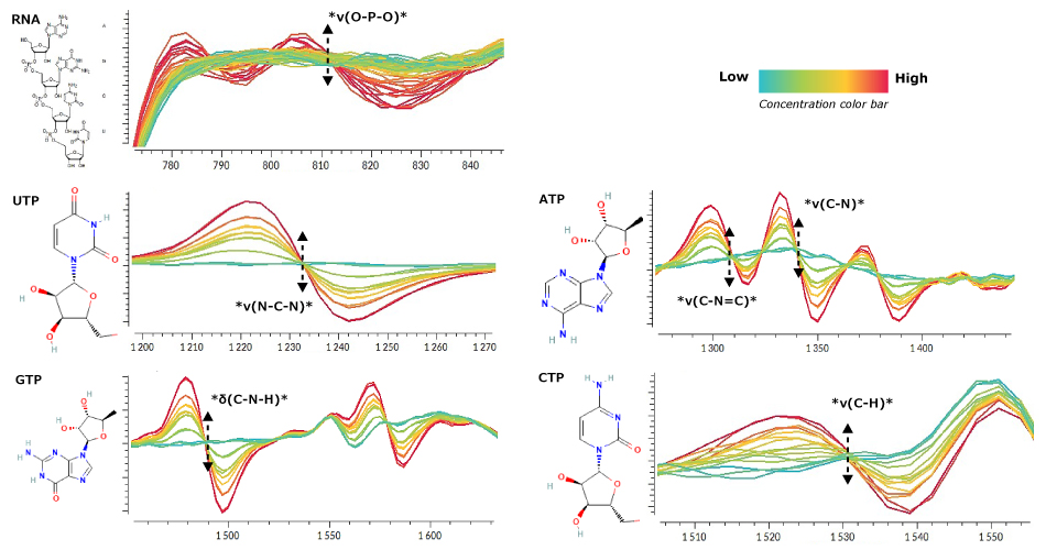Raman plot with preprocessed spectra colored according to the concentration of each molecule in the respective sample Raman plot with preprocessed spectra colored according to the concentration of each molecule in the respective sample, showing more prominent Raman peaks at higher concentration levels for mRNA, UTP, GTP, ATP and CTP.
