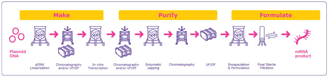 General process overview for mRNA manufacturing Process flow showing the different processing steps required for the manufacture of an mRNA drug product: pDNA Linearization, purification, in vitro transcription, enzymatic capping, encapsulation and formulation, sterile filtration among others.