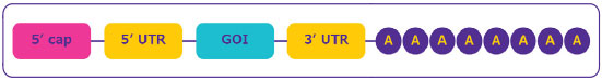 mRNA structure Schematic depiction of the mRNA structure, highlighting from left to right: 5’ cap region, 5’ untranslated region, coding sequence region, 3’ untranslated region, poly-A tail.