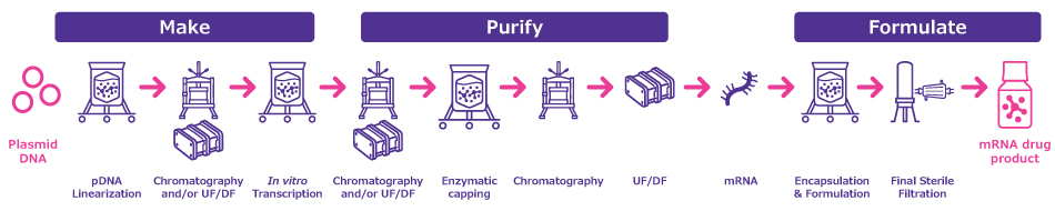 General Process Overview for mRNA Manufacturing Process flow showing the different processing steps required for the manufacture of an mRNA drug product: pDNA Linearization, purification, in vitro transcription, enzymatic capping, encapsulation and formulation, sterile filtration among others.