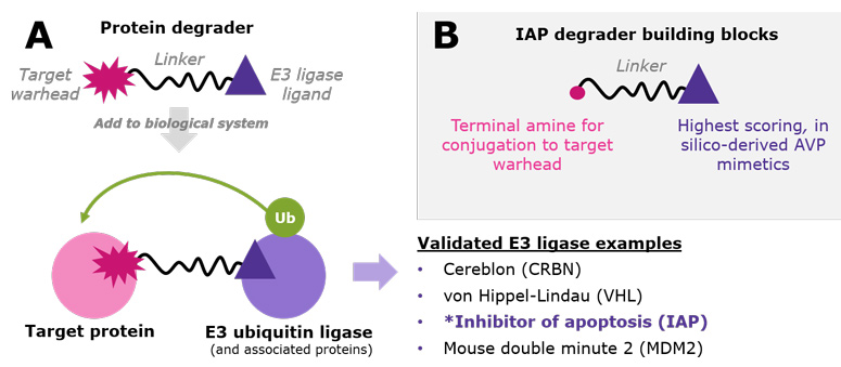 A.) Protein degraders are bifunctional small molecules that recruit a target protein to an E3 ubiquitin ligase. This proximity facilitates polyubiquitination of the target protein, resulting in its proteasomal degradation. While the list is growing, examples of validated E3 ligases used in TPD research include CRBN, VHL, IAP, and MDM2. B.) IAP degrader building blocks incorporate three novel virtual screening leads already conjugated to varied linkers with amine-terminal chemistry. A.) Protein degraders are bifunctional small molecules that recruit a target protein to an E3 ubiquitin ligase. This proximity facilitates polyubiquitination of the target protein, resulting in its proteasomal degradation. While the list is growing, examples of validated E3 ligases used in TPD research include CRBN, VHL, IAP, and MDM2. B.) IAP degrader building blocks incorporate three novel virtual screening leads already conjugated to varied linkers with amine-terminal chemistry.