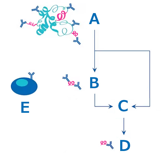 Monoclonal vs Polyclonal Antibodies Generation Diagram representing production of monoclonal vs polyclonal antibodies. Starting point is a large antigen immunogen that yields multiple epitope polyclonal antibodies. Arrows go in 2 paths, one goes to a small peptide immunogen with fewer, restricted epitope polyclonal antibodies while the other goes to a point that isolates and fuses B cells to the hybridoma line and screening. Another arrow goes from the small peptide immunogen to the hybridoma. From there, an arrow goes to another point representing a monoclonal antibody with one epitope. Off to the side there is a cell with an antibody on it representing that each B cell only produces antibodies to one epitope.