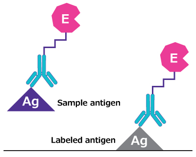 Illustration showing labeled antigen bound to well surface, displacing sample antigen - each of which are bound to primary antibody-conjugate. Illustration showing labeled antigen bound to well surface, displacing sample antigen - each of which are bound to primary antibody-conjugate.