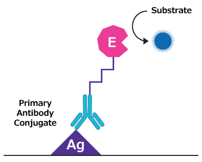Illustration showing antigen coated to well surface, bound to primary antibody-enzyme conjugate, with substrate added for enzymatic reaction. Illustration showing antigen coated to well surface, bound to primary antibody-enzyme conjugate, with substrate added for enzymatic reaction.