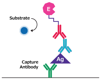 Illustration showing antigen coated to well surface, bound to primary antibody-enzyme conjugate, with substrate added for enzymatic reaction. Illustration showing antigen coated to well surface, bound to primary antibody-enzyme conjugate, with substrate added for enzymatic reaction.