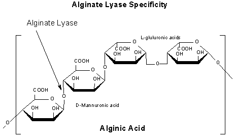 Glycobiology - Carbohydrate Enzymes and Proteins Alginate Lyase and Alginic Acid