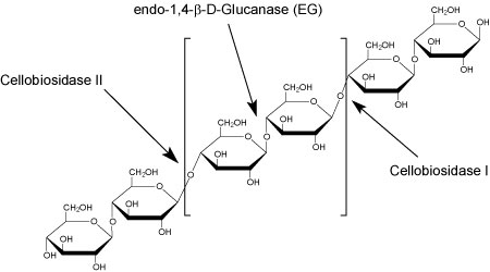 Enzymes for Alternative Energy Research Cellulase Activities image