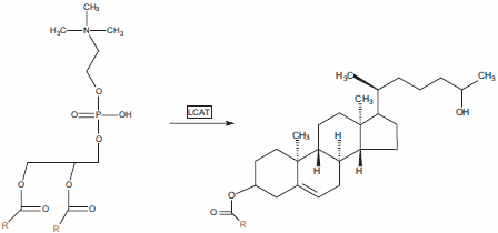 Lecithin:Cholesterol acyltransferase (LCAT) is found in peripheral tissues and utilizes phosphatidylcholine as the source of acyl chains. Lecithin:Cholesterol acyltransferase (LCAT) is found in peripheral tissues and utilizes phosphatidylcholine as the source of acyl chains.