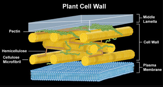 Enzymes for Alternative Energy Research Plant Cell Wall