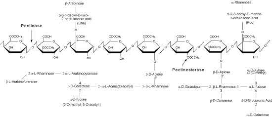 Enzymes for Alternative Energy Research Rhamnogalacturonan II image