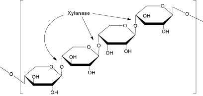 Enzymes for Alternative Energy Research Xylan Hemicellulose image