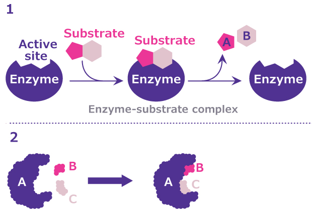 Enzyme Substrate Binding Models Comparison of the lock-and-key and induced fit models of enzyme-substrate binding.