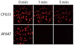 Relative photostability of CF633 and Alexa Fluor 647 (AF647) goat anti-mouse conjugates Relative photostability of CF633 and Alexa Fluor 647 (AF647) goat anti-mouse conjugates