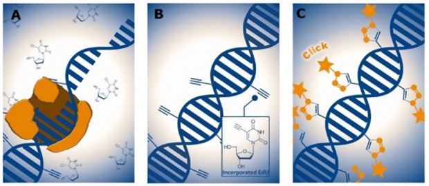 Three panels, each illustrating a step in the EdU-based DNA labeling process used to detect cell proliferation. In the first panel, a DNA double helix is shown being replicated, with a polymerase enzyme complex interacting with the DNA strand, symbolizing the incorporation of EdU, a thymidine analog, during the DNA synthesis phase of the cell cycle. The second panel shows the replicated DNA with several small molecular structures attached to the DNA strand, representing incorporated EdU molecules marked by their terminal alkyne groups. An inset depicts the chemical structure of the EdU molecule with a prominent alkyne moiety. The third panel shows the DNA strand labeled with several star-shaped symbols attached to it, symbolizing fluorescent tags that have been covalently bound to EdU sites through a click chemistry reaction. The process indicates how DNA synthesis can be visualized using fluorescence through selective labeling of incorporated EdU.