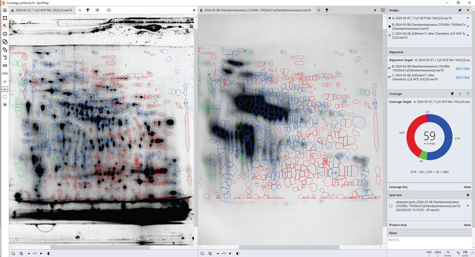 HCP coverage test with Anti-HCP antibody B. Total protein data obtained from the gel (pre-labelling, left), Western blot data with Anti-HCP antibody B (right). SpotMap version number: 5.1.003.