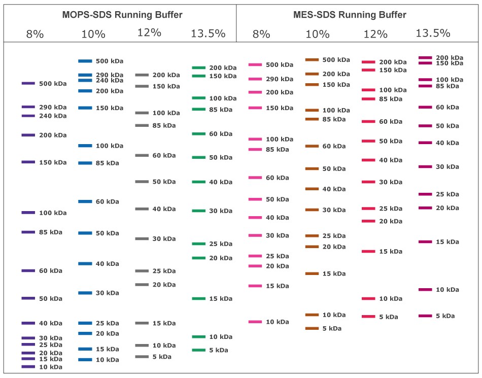 mPAGE™ Lux Bis-Tris凝胶化学体系配合MOPS与MES电泳缓冲液的迁移率对照图（kDa）。本图展示了8%、10%、12%及13.5% mPAGE™ Lux凝胶的蛋白质迁移情况。 使用MOPS运行缓冲液分离的蛋白质通常比使用MES运行缓冲液分离的蛋白质在凝胶中迁移得更远。较低浓度的凝胶适用于高分子量范围的更好分离，而较高浓度的凝胶则适用于低分子量范围的分离。MOPS运行缓冲液更适合分离中高分子量蛋白质，而MES运行缓冲液在分离中低分子量蛋白质方面具有优势。