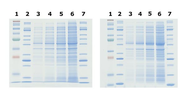 Tris-glycine and Bis-Tris PAGE Gel Comparison Sharper bands are observed in Bis-Tris gels compared to tris-glycine gels.