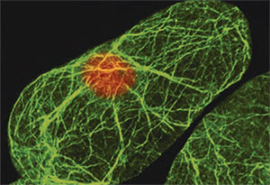 Immunofluorescence. Arabidopsis suspension cells labeled with the Monoclonal Anti-Actin Immunofluorescence. Arabidopsis suspension cells labeled with the Monoclonal Anti-Actin