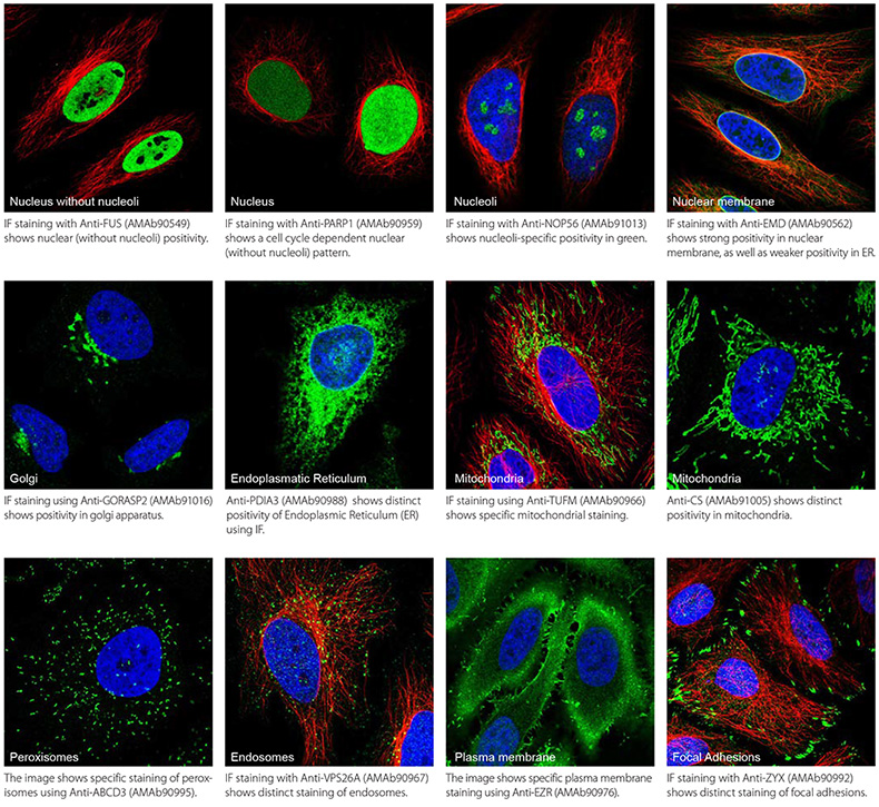 Prestige Antibodies Organelle Markers Different Subcellular Organelles in Human HeLa Cell Line