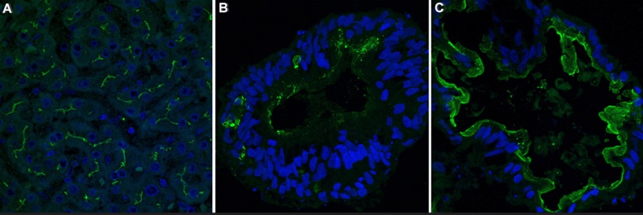 In image A, small ovals are scattered around the organoid cross-section, representing nuclei of the liver; the ZooMAb® antibody forming lines throughout the image. In image B, small ovals representing the nuclei form a large ring in the center of the image. In image C, the small ovals form a thinner ring in the center of the image, with the ZooMAb® antibody lining the inside of the ring.